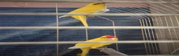Parrots birds for sale: For sale  in Worksop - Advert 6