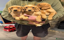 Cockerdor dogs for sale: Fox red cockador  - Image 8