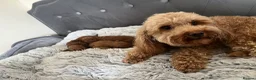 Toy Poodle dogs for sale: Adorable toy poodle puppies  - Advert 25