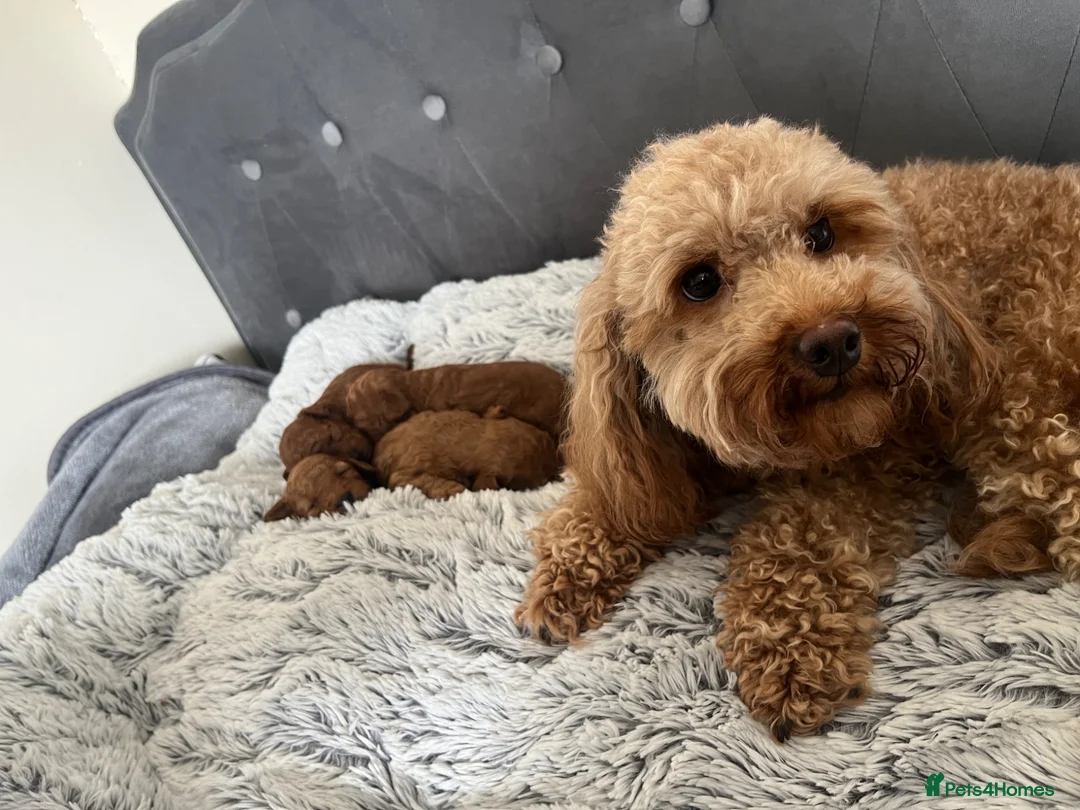 Toy Poodle dogs for sale: Adorable toy poodle puppies  - Advert 25