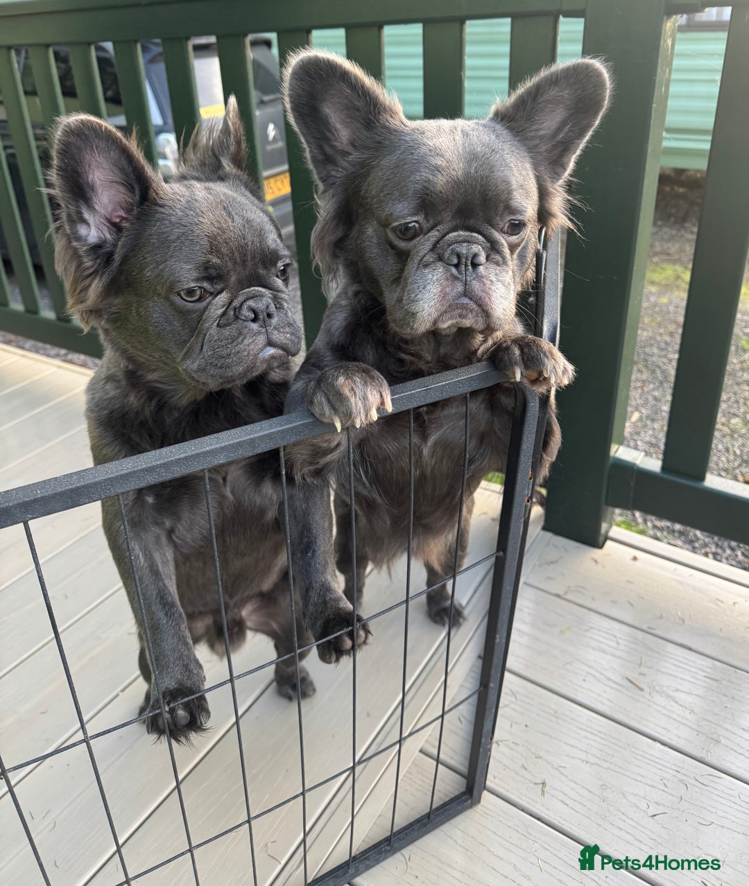 French Bulldog dogs for sale: REDUCED to £1100!!!Fluffy Frenchies in Edinburgh - Image 12