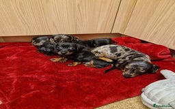 Miniature Dachshund dogs for sale: Black grey dapple, Black Tan miniature dachshund - Image 21