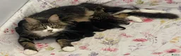 Maine Coon cats for sale: Maine coon x tuxedo kittens in Wisbech - Advert 1