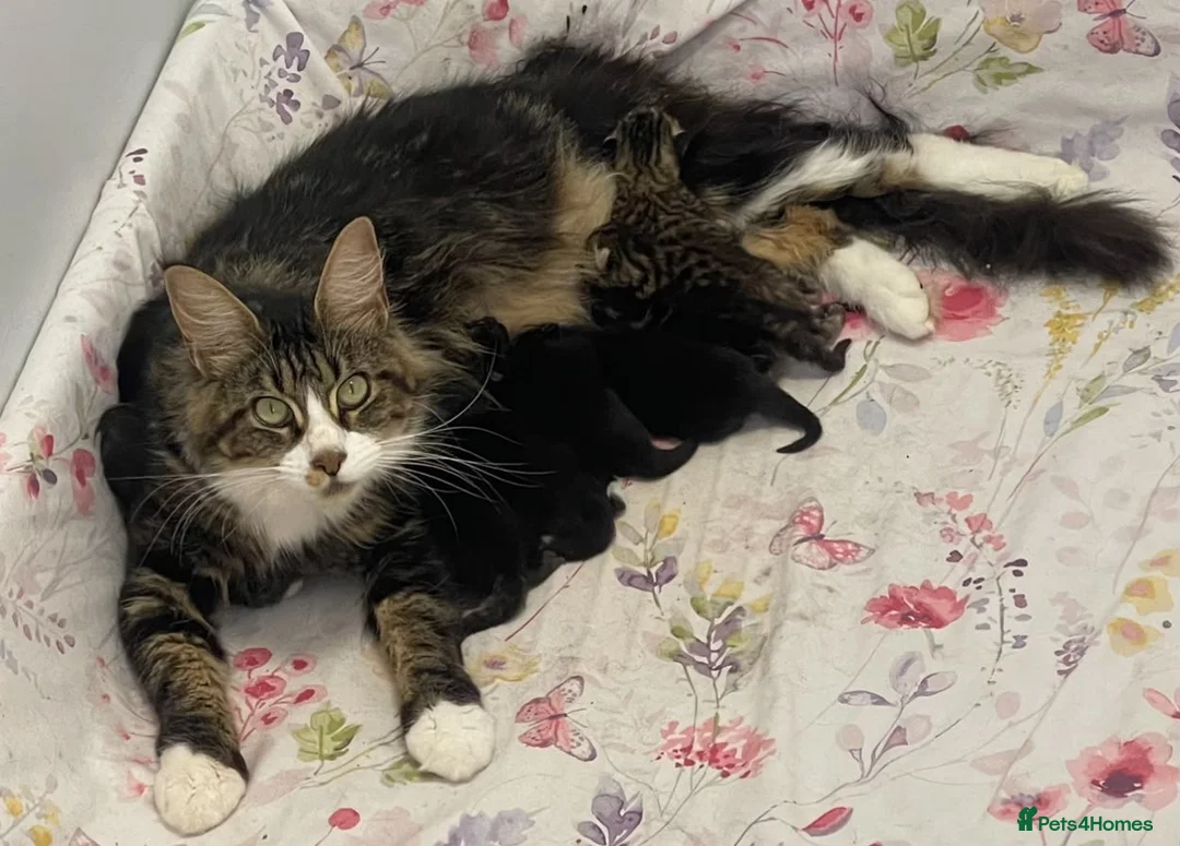 Maine Coon cats for sale: Maine coon x tuxedo kittens in Wisbech - Advert 1