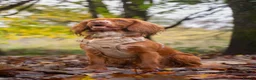 Cocker Spaniel dogs for stud: Stud Cocker Spaniel  in Camborne - Advert 2