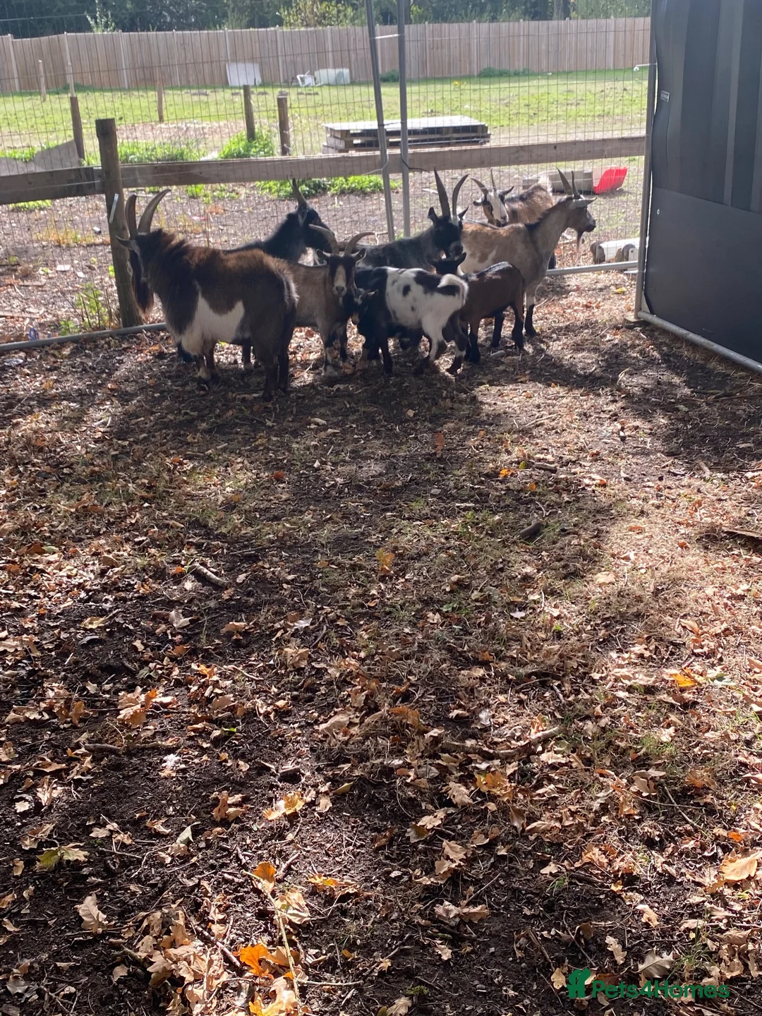 Goats livestock for sale: 3 Pygmy billy goats in Woking - Advert 8