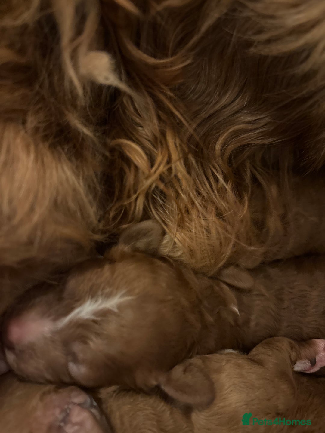 Cavapoo dogs for sale: Cavapoo F1B - Advert 11