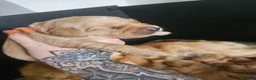 Golden Retriever dogs for sale: Kc fox red, golden & white golden-retriever puppys - Advert 13