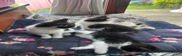 Mixed Breed cats for sale: Friendly playful kittens - Advert 4