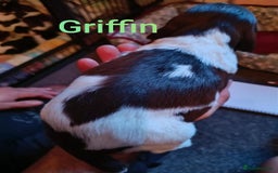 English Springer Spaniel dogs for sale: Working bred KC English Springer Spaniels puppies  - Image 27