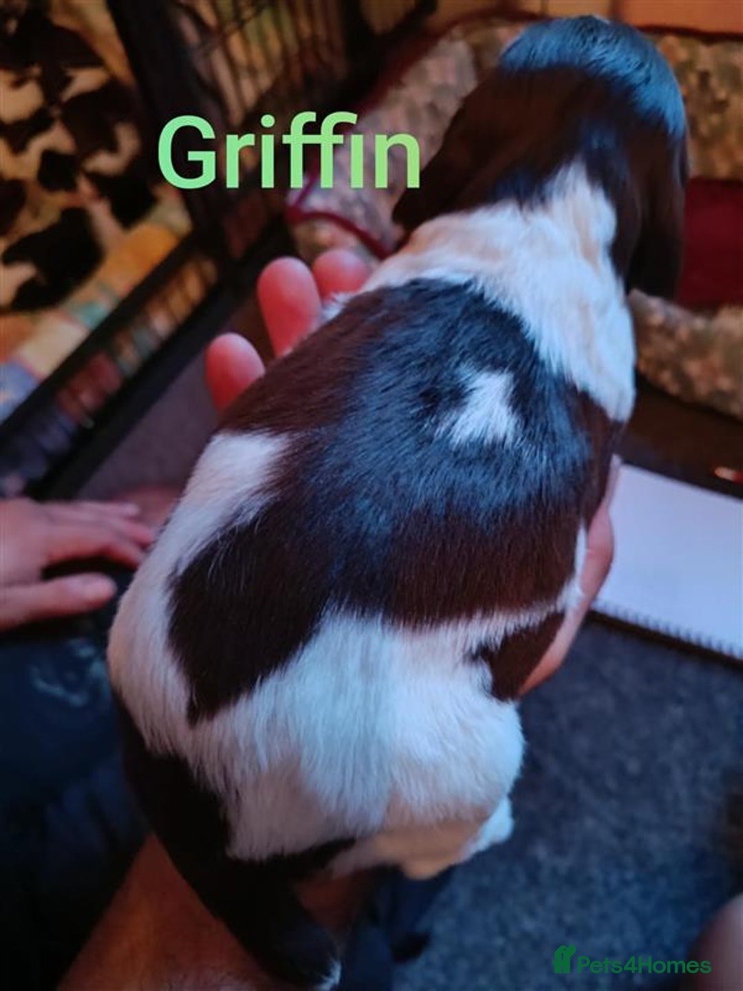 English Springer Spaniel dogs for sale: Working bred KC English Springer Spaniels puppies  - Image 27