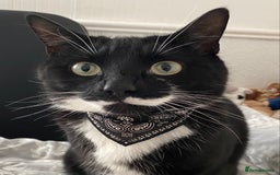 Domestic Shorthair cats for sale: Big gentle loving boy - Image 3