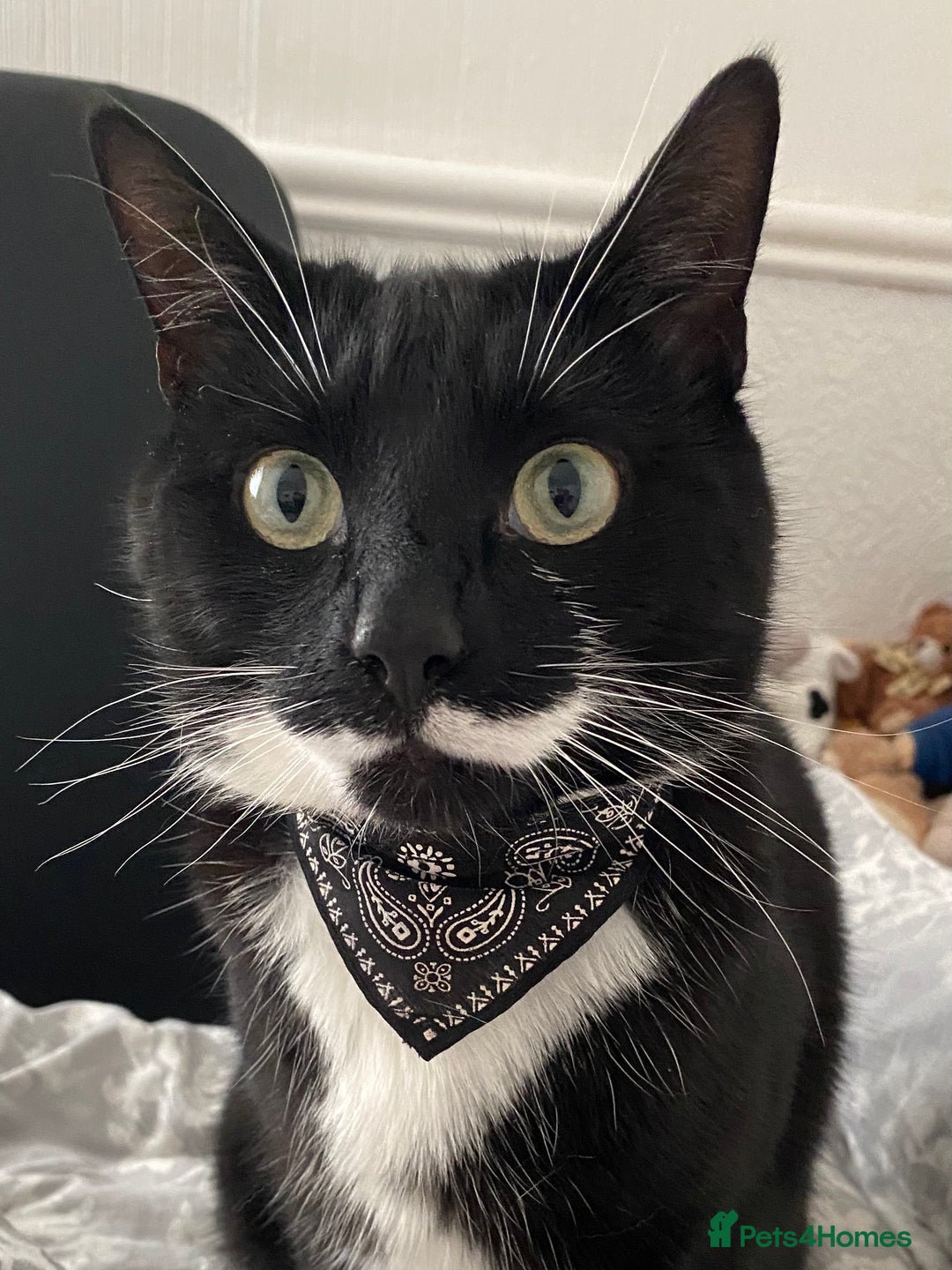 Domestic Shorthair cats for sale: Big gentle loving boy - Image 3