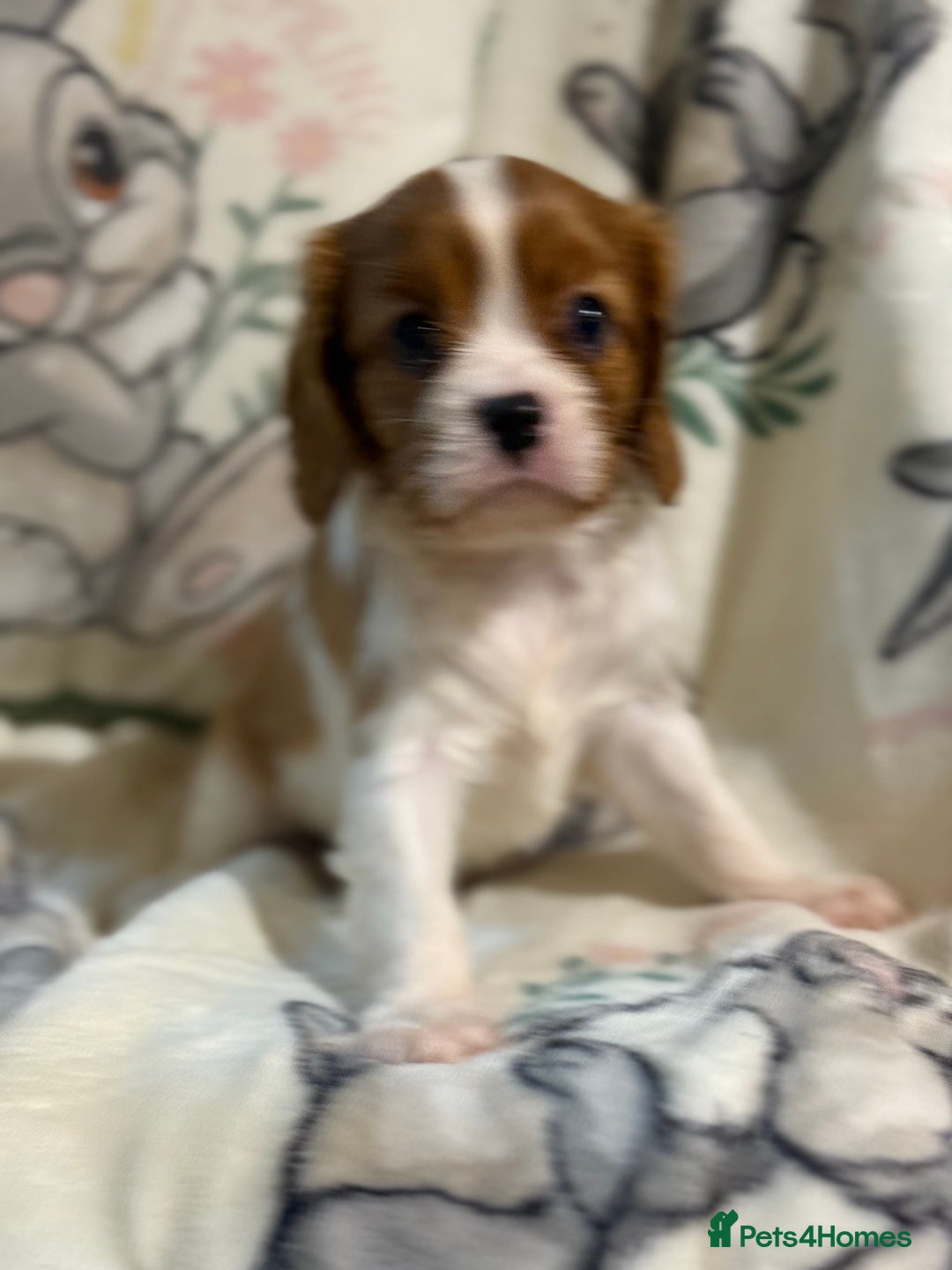 Cavalier King Charles Spaniel dogs for sale: Stunning DNA clear cavalier pups ready 2026 - Advert 2