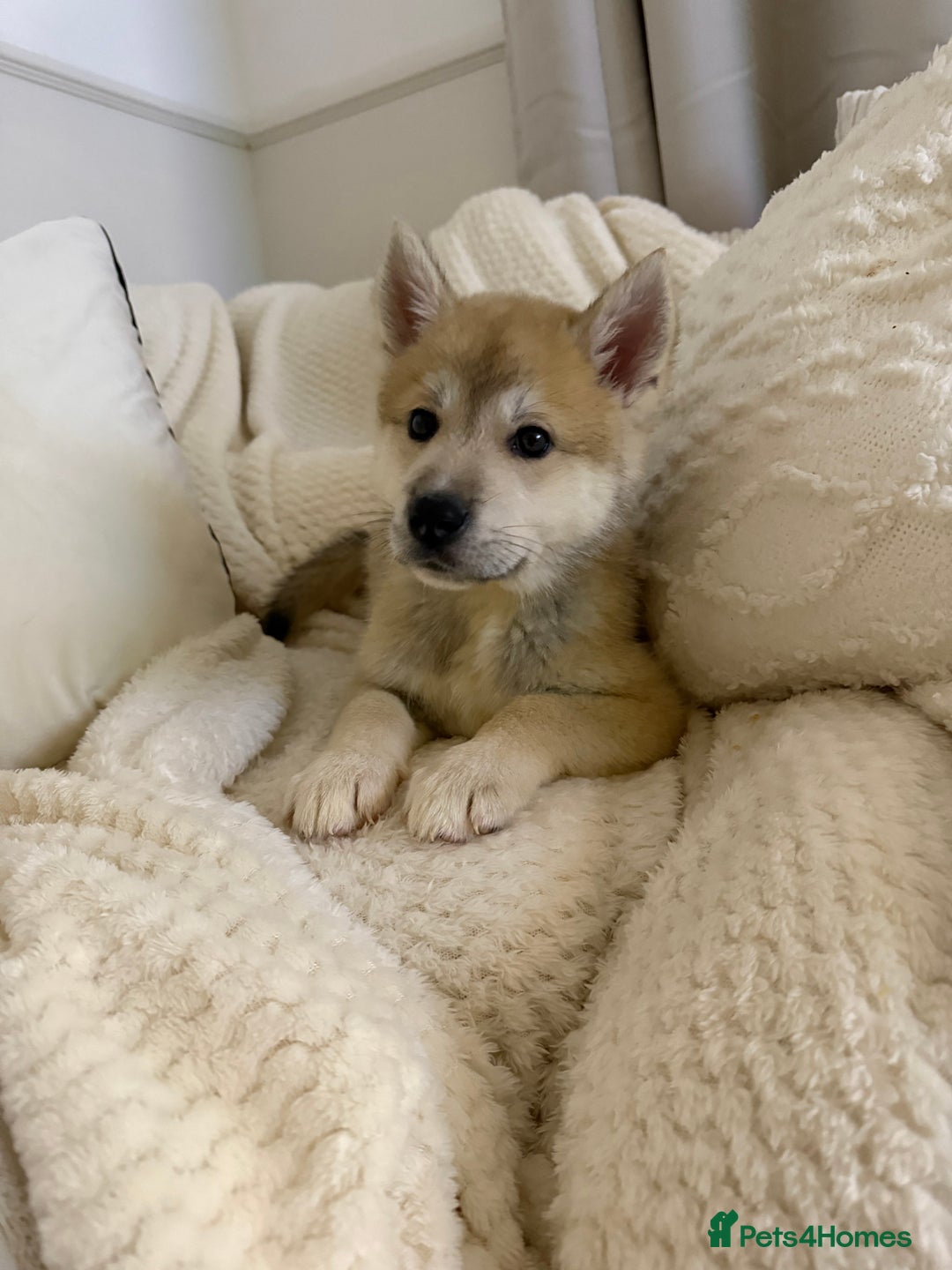 Huskita dogs for sale: READY NOW Huskita Puppies - Advert 2