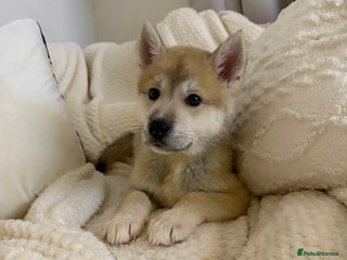 Huskita dogs Gorgeous Huskita Puppies READY 20th Dec - Advert 1