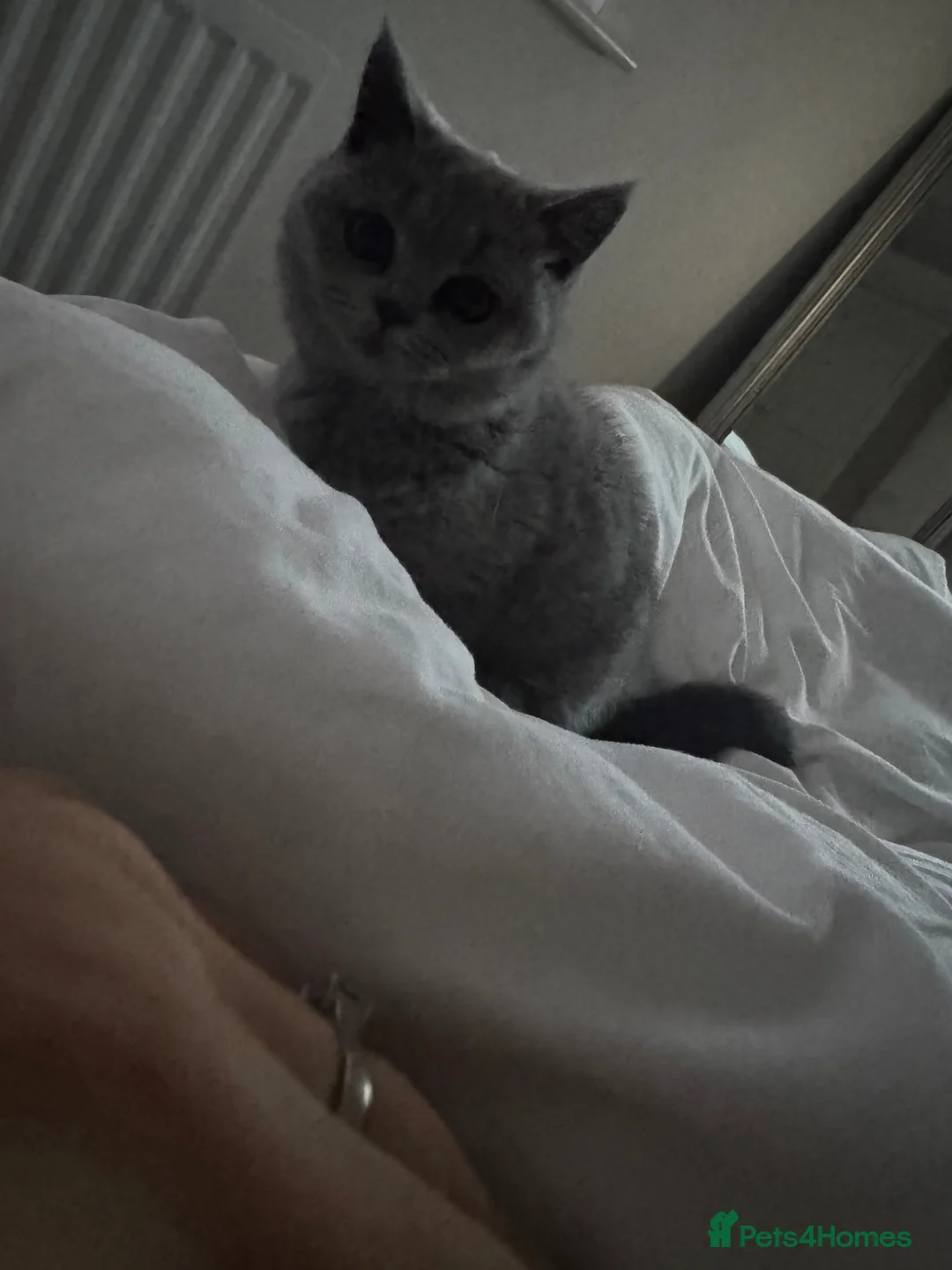 British Shorthair cats for sale: Female bsh kitten - Advert 2