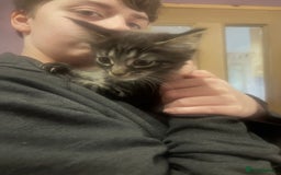 Maine Coon cats for sale: Last little girl Maine Coon left - Image 1