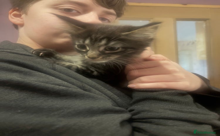 Maine Coon cats - Advert 16