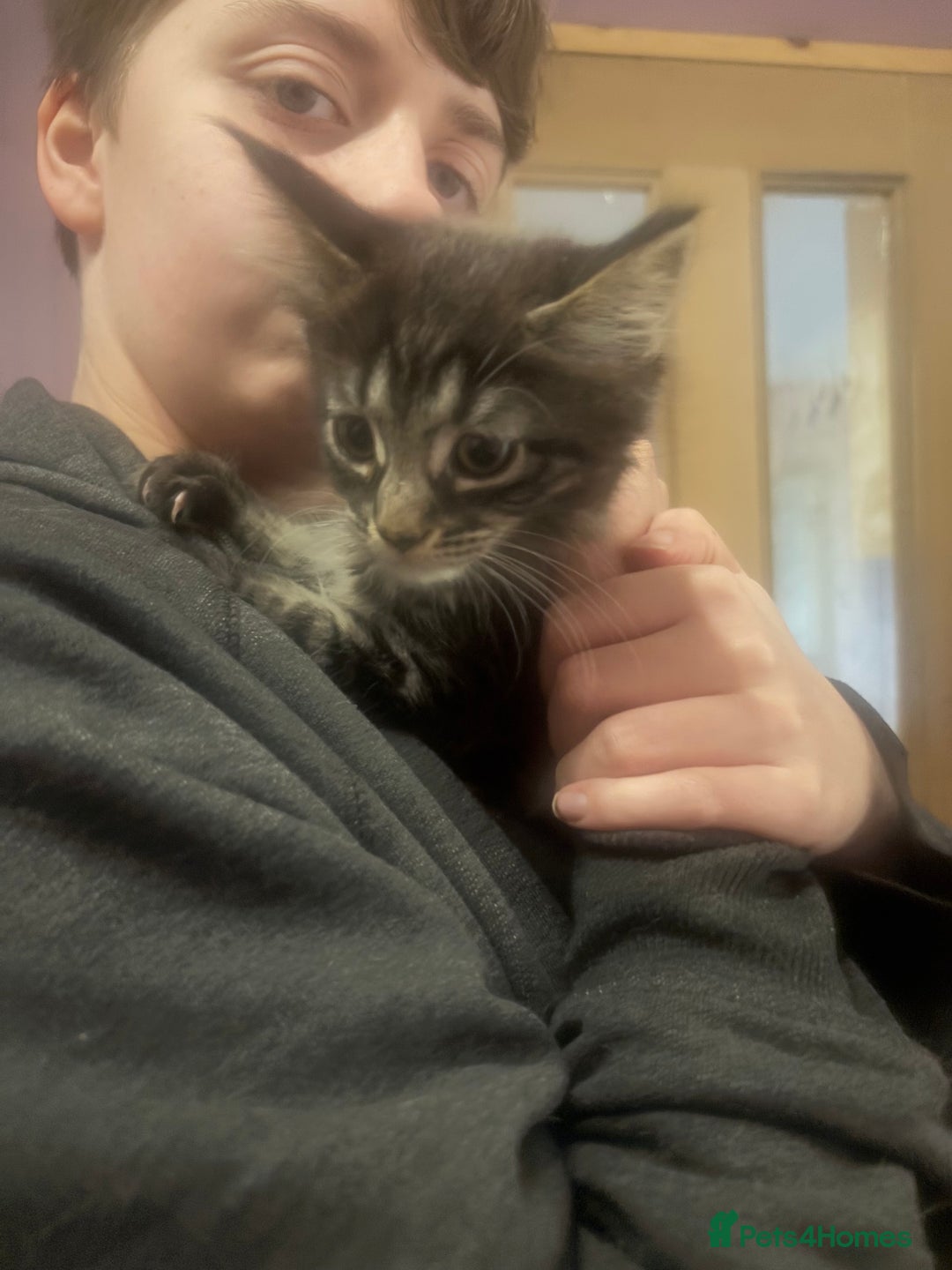 Maine Coon cats for sale: Last little girl Maine Coon left - Image 1