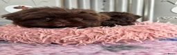 Shih Tzu dogs for sale: 💕Stunning Chocolate Shih Tzu💕 - Advert 23
