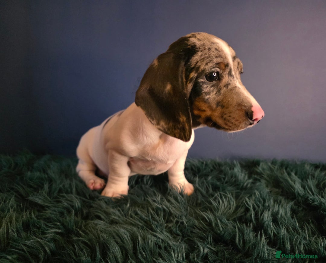 Dachshund dogs for sale: KC Registered Shorthaired dachshunds  - Advert 15