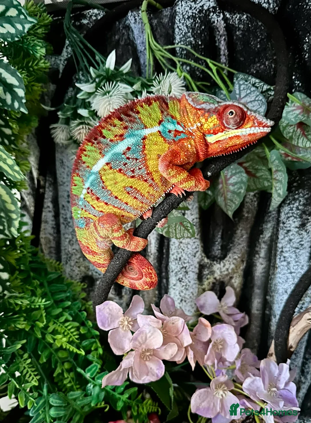 Chameleon reptiles for sale: Male Ambilobe panther chameleon and full set up. - Advert 1