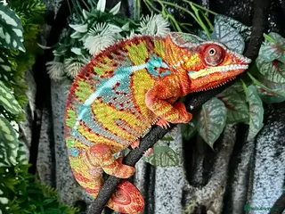 Chameleon reptiles Male Ambilobe panther chameleon and full set up. - Advert 2