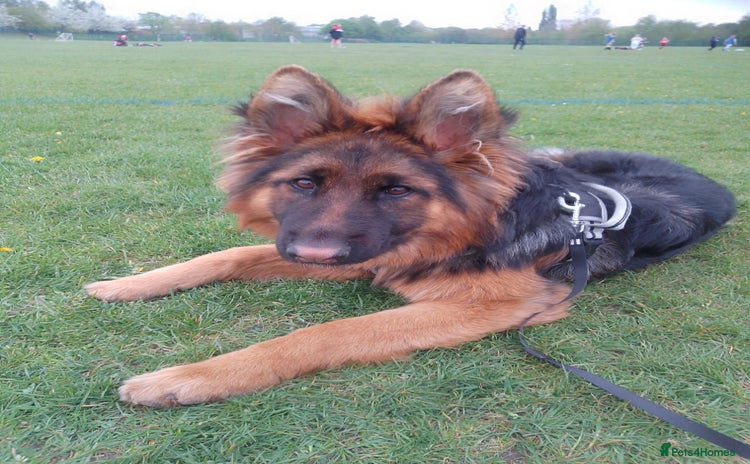 German Shepherd dogs - Advert 2