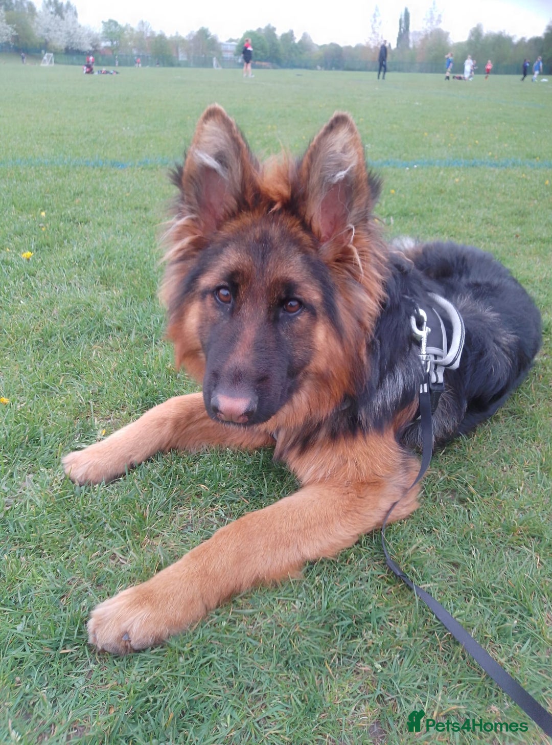 German Shepherd dogs for sale: Beautiful German Shepard bitch  - Image 1