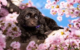 Cockapoo dogs for sale: F1 health clear stunning cockapoos - Image 4