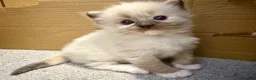 Ragdoll cats for sale: Beautiful Ragdoll Kittens - Advert 9
