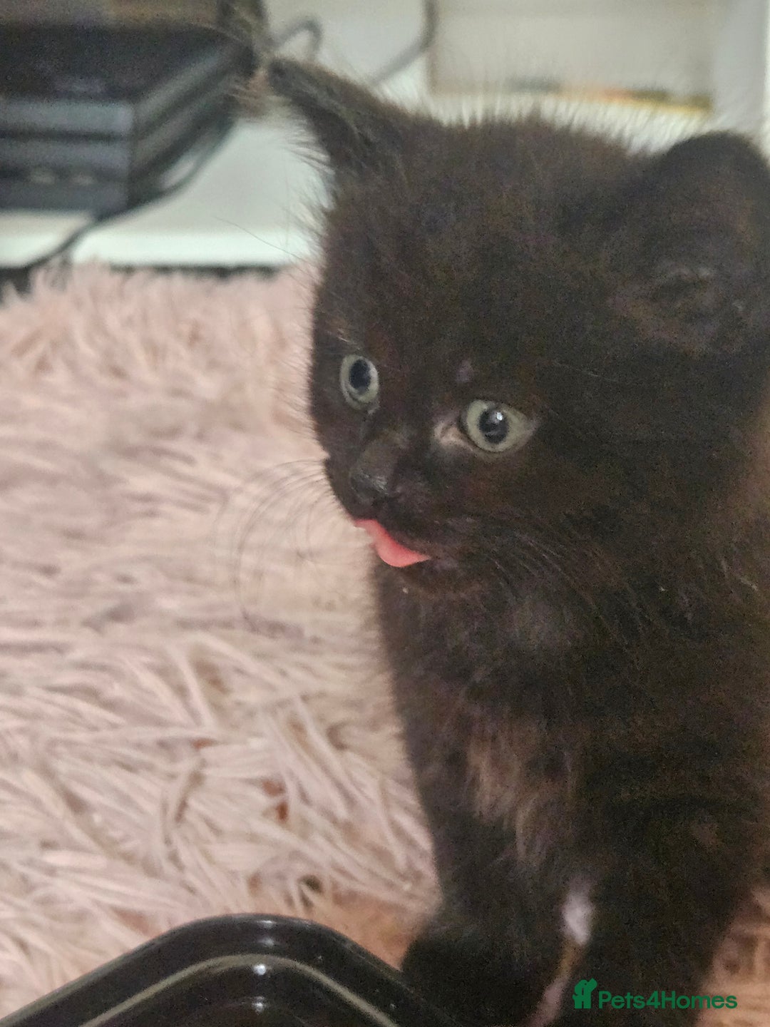 Mixed Breed cats for sale: 5 kittens for sale  - Image 7
