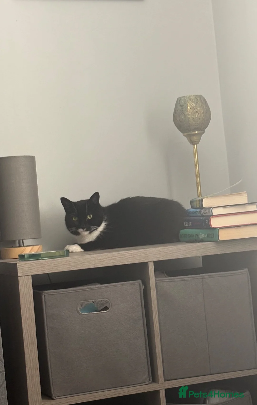 Domestic Shorthair cats for sale: Lovely girl looking for good home in Mansfield - Advert 2