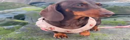Miniature Dachshund dogs for sale: Miniature dachshund pups  - Advert 8