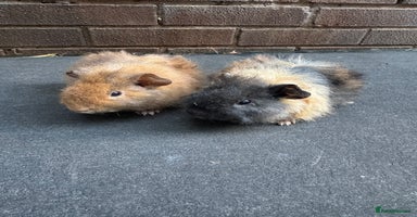 Guinea Pig rodents - Advert 4