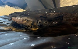 Mixed Breed cats for sale: Mainecoon x boy looking for home - Image 8