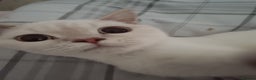 British Shorthair cats for sale: Flame point british shorthair  - Advert 5