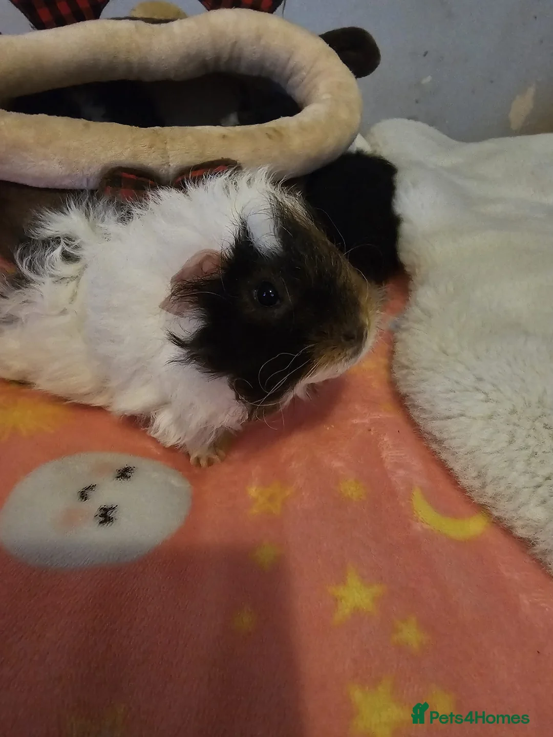 Guinea Pig rodents for sale: Adorable female guinea pig babies  in Nottingham - Advert 14