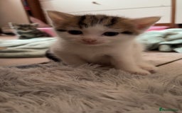 British Shorthair cats for sale: 4 tabby kittens  - Image 2