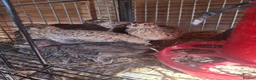 Quail poultry for sale: Coturnix quail and snowflake bobwhite  - Advert 14