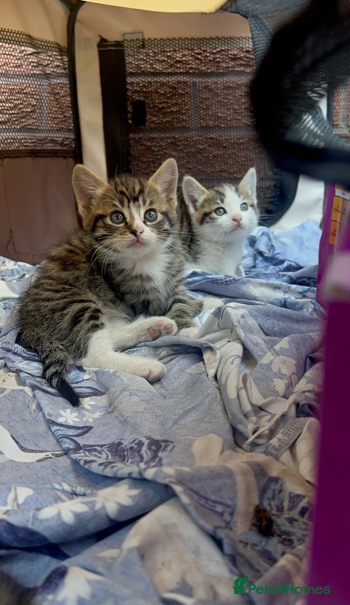 Domestic Shorthair cats 8‑Week Domestic Shorthair Kittens,Mum Can Be Seen  - Advert 18