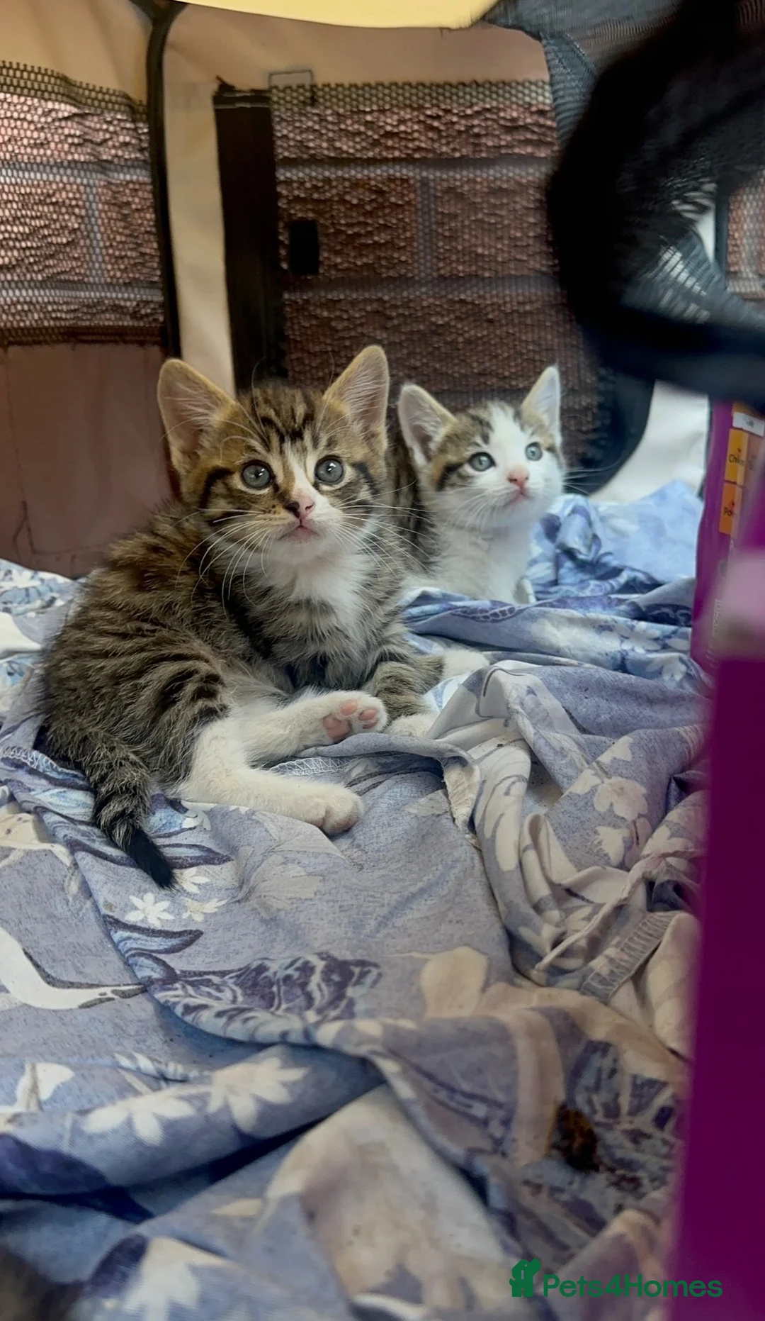 Domestic Shorthair cats for sale: 8‑Week Domestic Shorthair Kittens,Mum Can Be Seen  - Advert 2