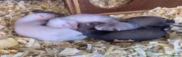 Ferret rodents for sale: Ferret kits for sale  - Advert 1