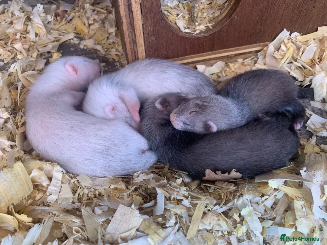 Ferret rodents for sale: Ferret kits for sale  - Advert 1