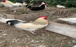 Chickens poultry for sale: Poultry for sale  - Image 1
