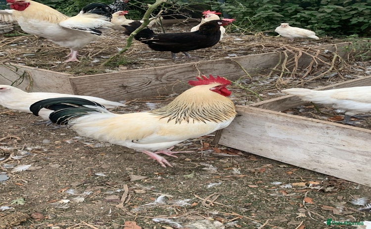 Chickens poultry - Advert 2