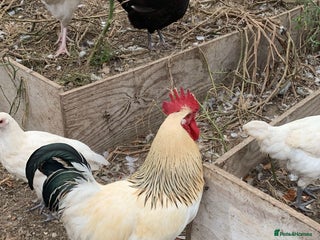 Chickens poultry - Advert 28