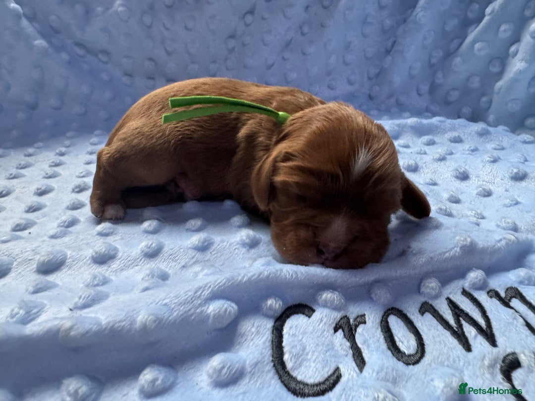 Cavalier King Charles Spaniel dogs for sale: CAVALIER KING CHARLES SPANIEL LICENSED KC HEALTH - Advert 11