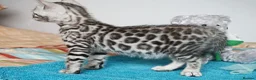 Bengal cats for sale: Superb Quality Bengal Kittens - Advert 2